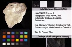 Foto (Objket + Etiketten) von Mesogalathea striata (Remeš, 1895) 